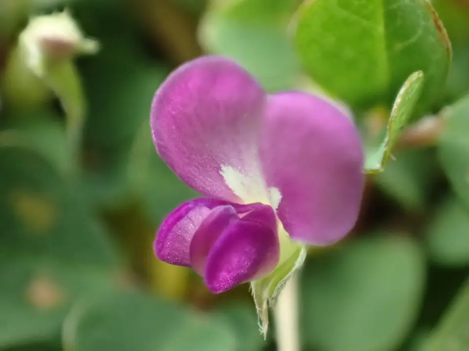 Creeping Tick Trefoil (Grona triflora)
