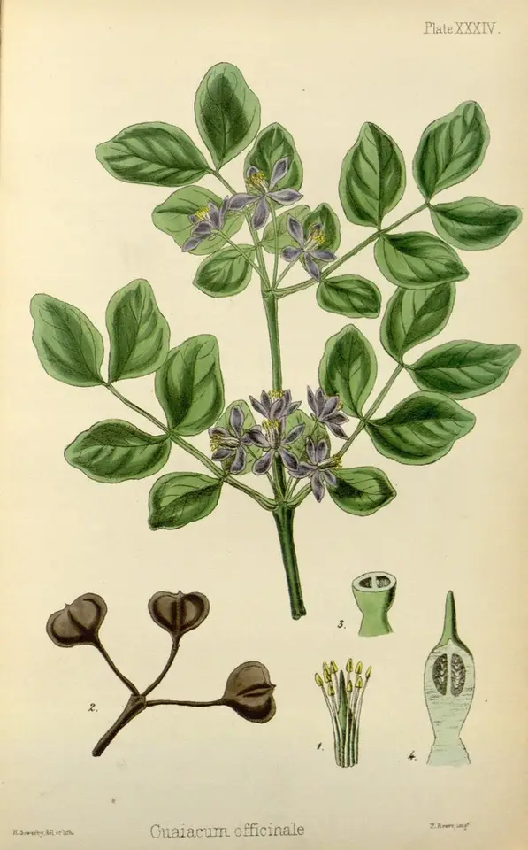 Roughbark Lignum-Vitae (Guaiacum officinale)