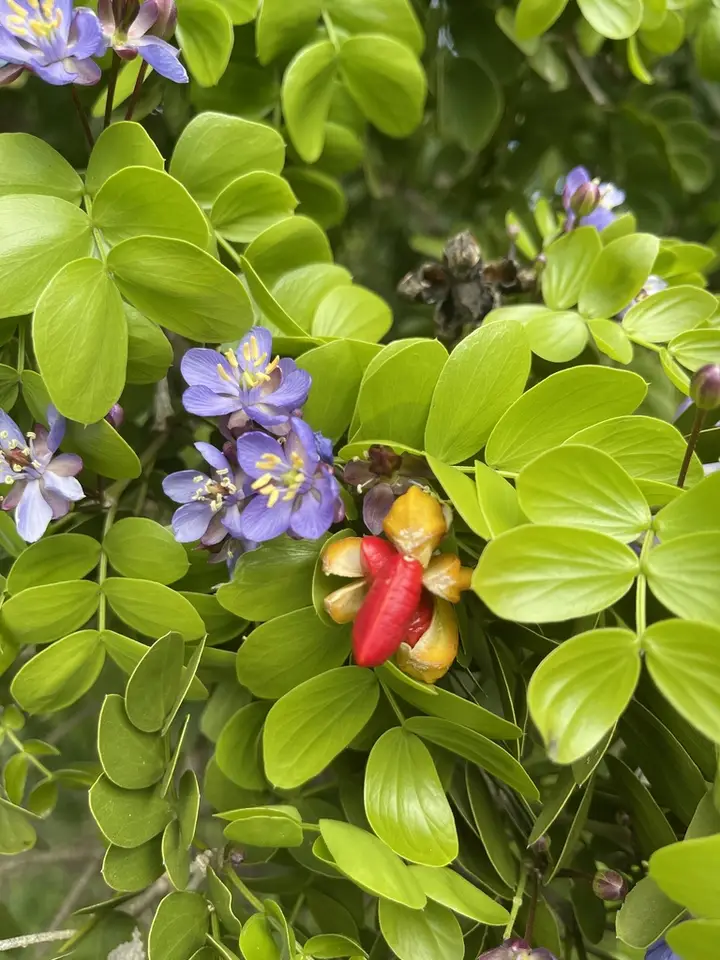 Lignum-Vitae (Guaiacum sanctum)