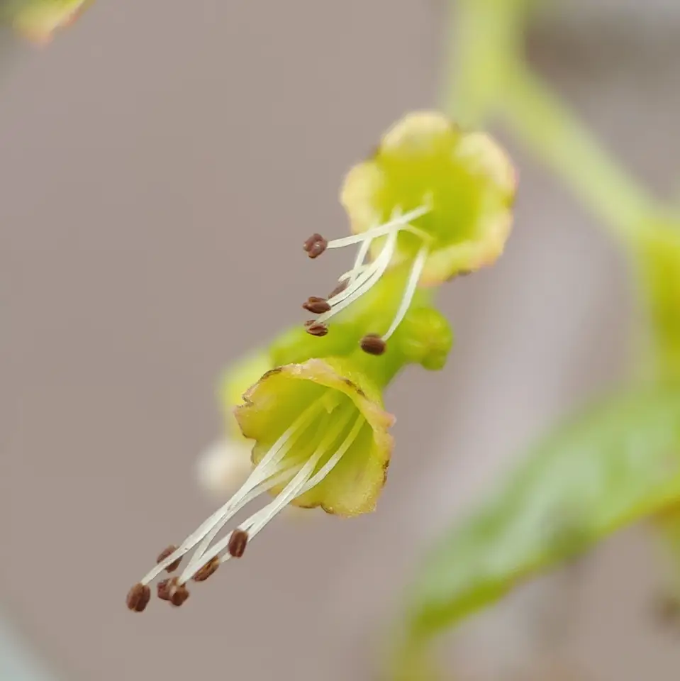 Blolly (Guapira discolor)