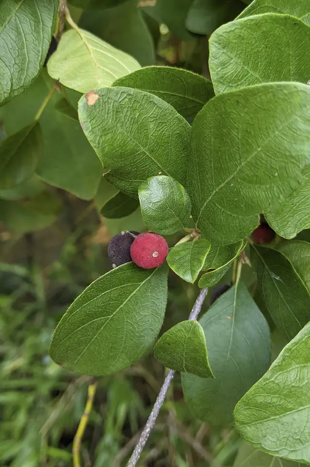 Everglades Velvetseed (Guettarda elliptica)
