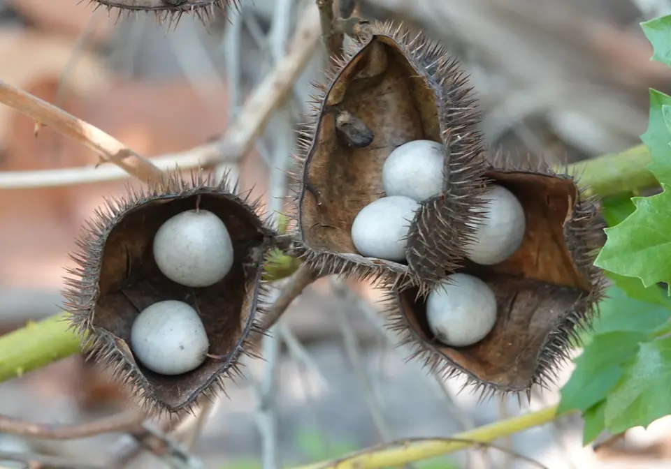 Nickernut (Guilandina bonduc)