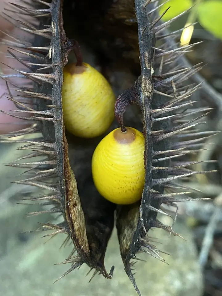 Yellow Nickerbean (Guilandina major)