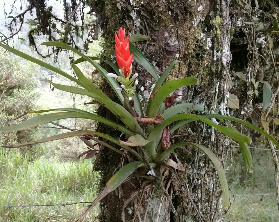 West Indian Tufted Airplant (Guzmania monostachia)