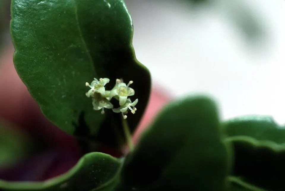 West Indian Falsebox (Gyminda latifolia)