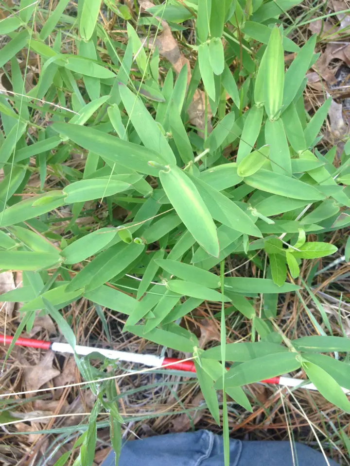 Bearded Skeletongrass (Gymnopogon ambiguus)