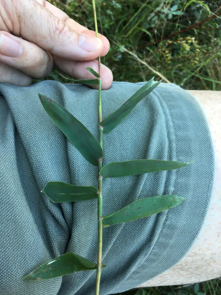 Shortleaf Skeletongrass (Gymnopogon brevifolius)