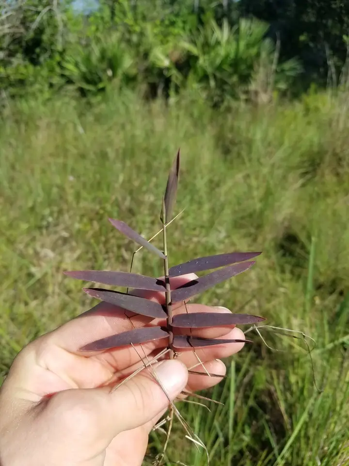Chapman's Skeletongrass (Gymnopogon chapmanianus)