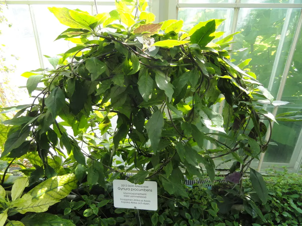 Longevity Spinach (Gynura procumbens)