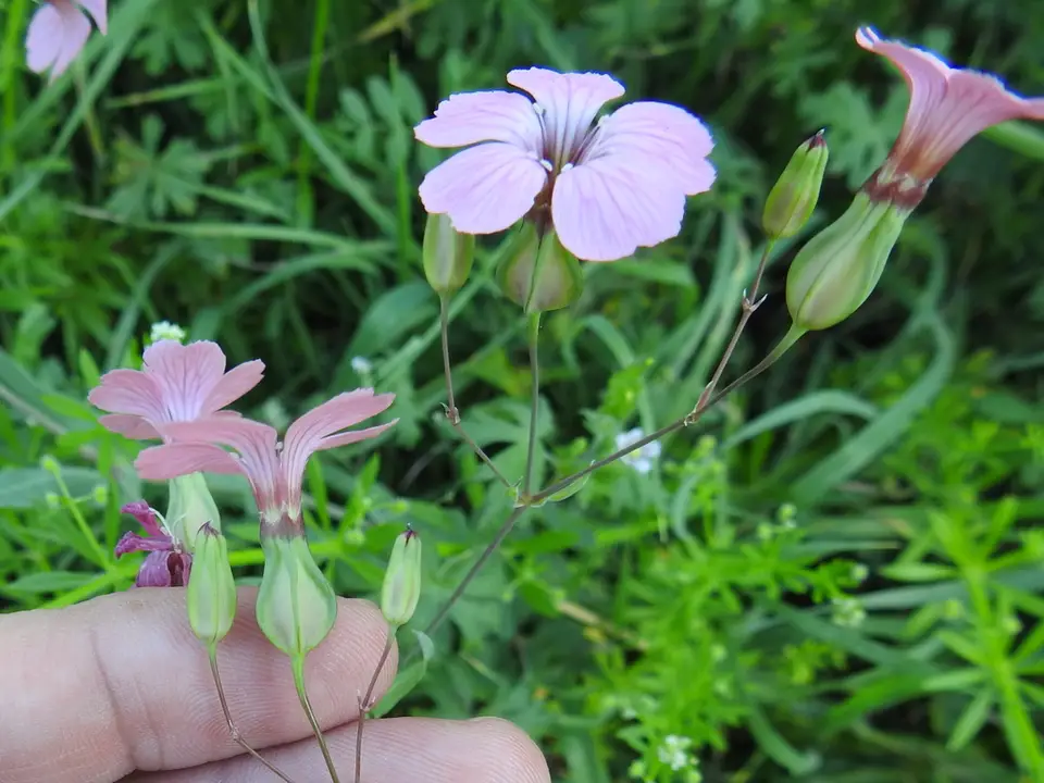 Cowherb (Gypsophila vaccaria)