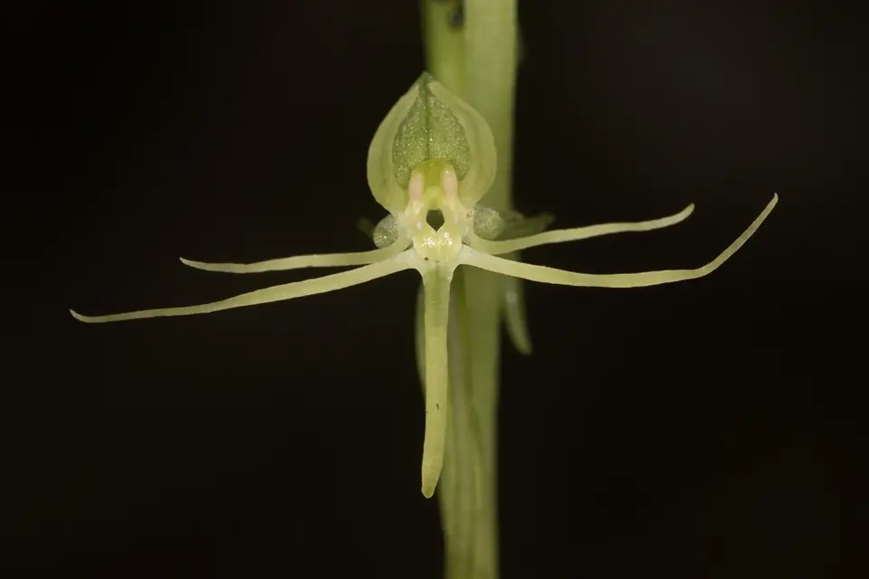 False Water Spider (Habenaria distans)