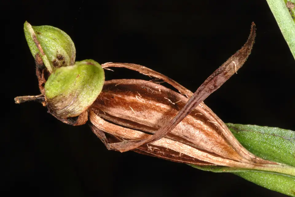 Toothpetal False Reinorchid (Habenaria floribunda)
