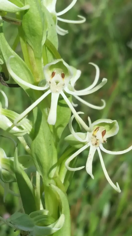 Long-Horned Rein Orchid (Habenaria macroceratitis)
