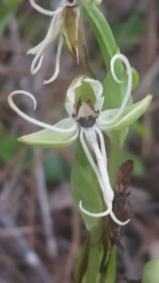 Longhorn Bog Orchid (Habenaria quinqueseta)