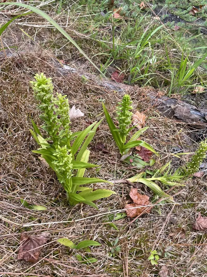 Waterspider Bog Orchid (Habenaria repens)