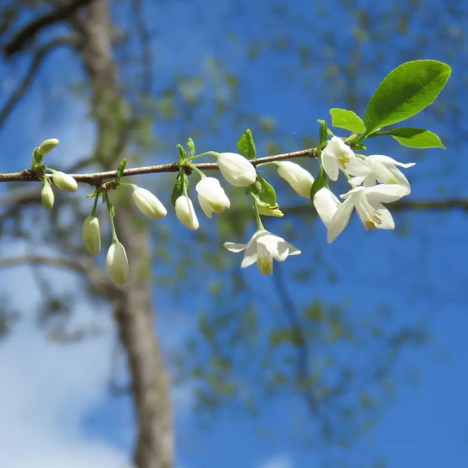Two-Wing Silverbell (Halesia diptera)