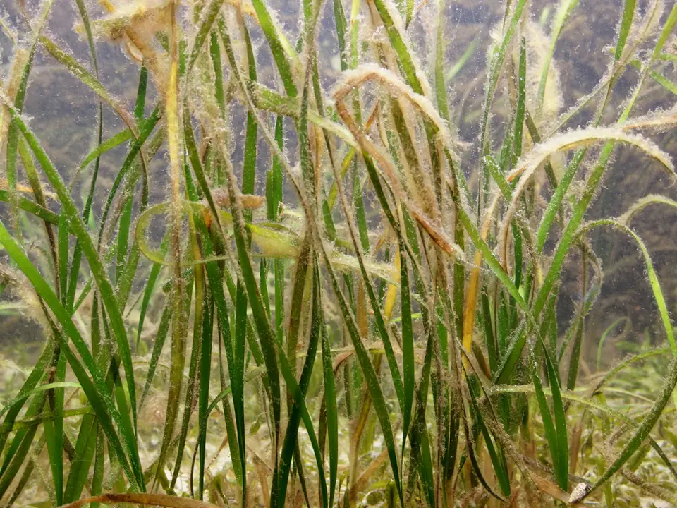 Shoalgrass (Halodule wrightii)
