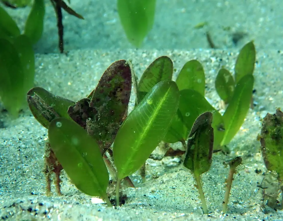 Caribbean Seagrass (Halophila decipiens)