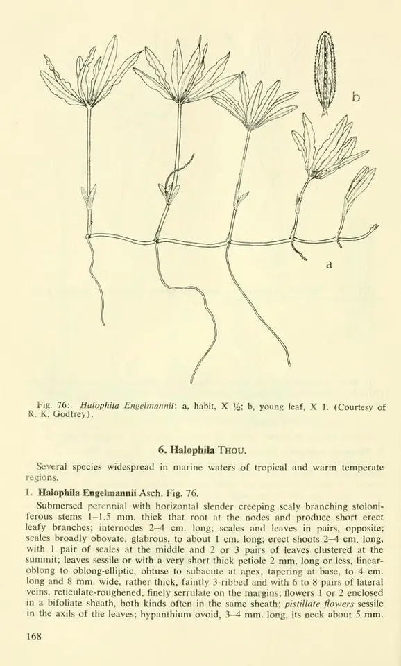 Engelmann's Seagrass (Halophila engelmannii)