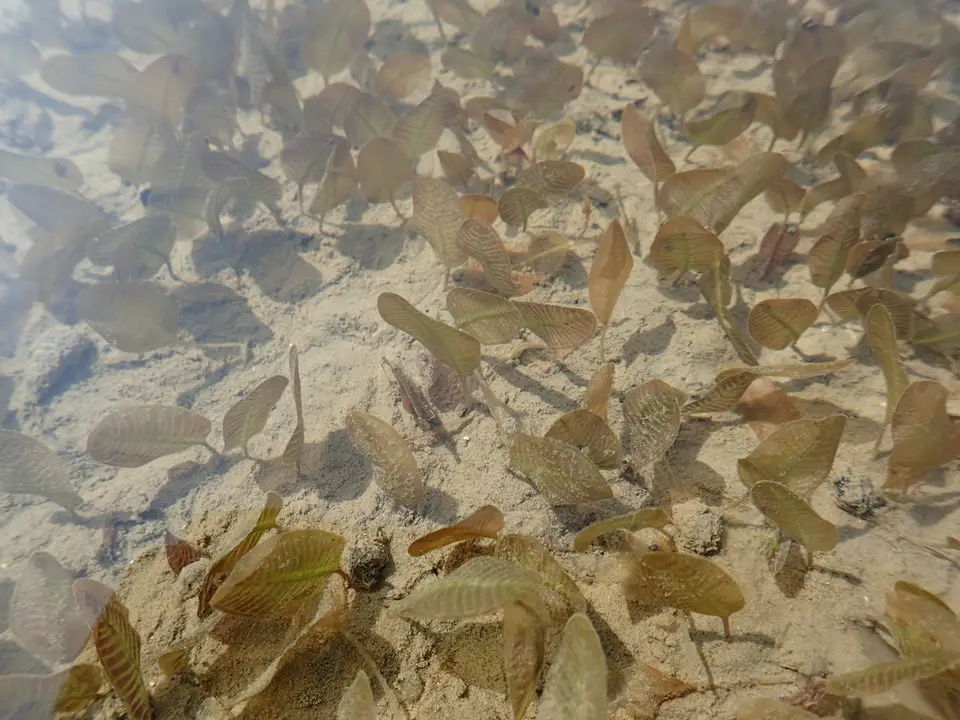 Sea Wrack (Halophila ovalis)