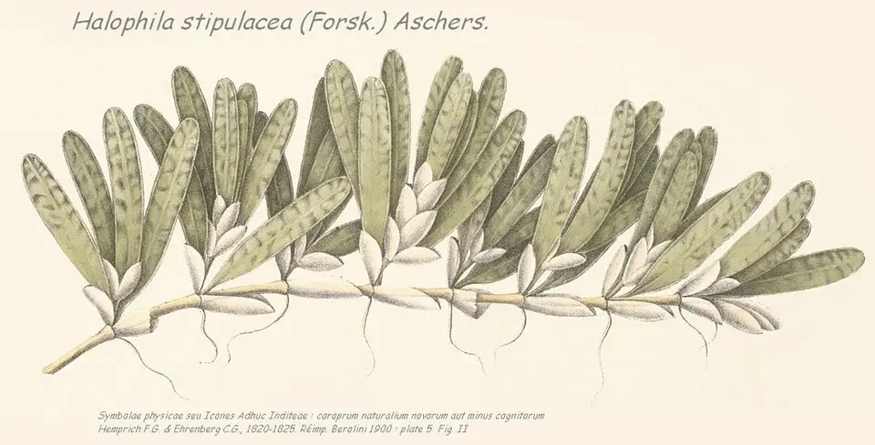 Halophila Seagrass (Halophila stipulacea)