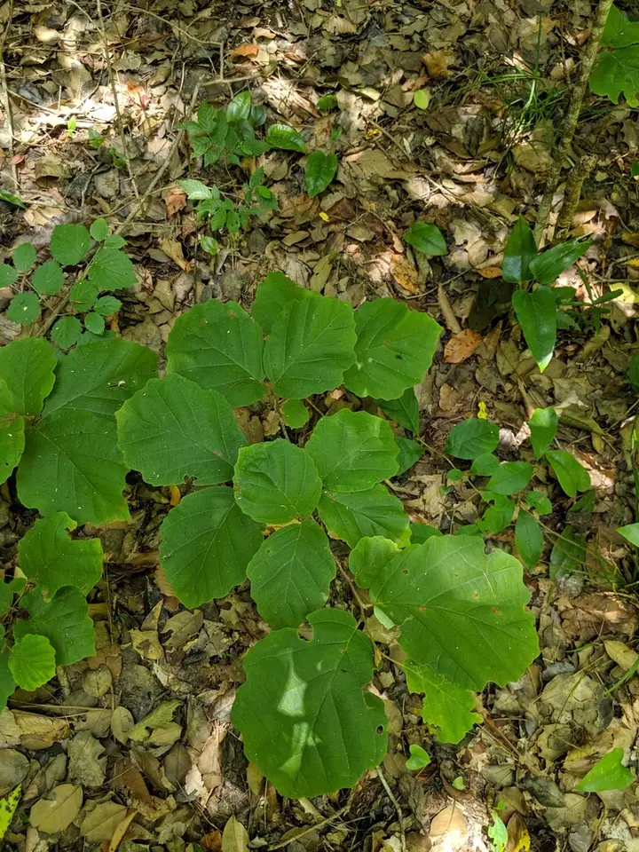 Bigleaf Witch-Hazel (Hamamelis ovalis)