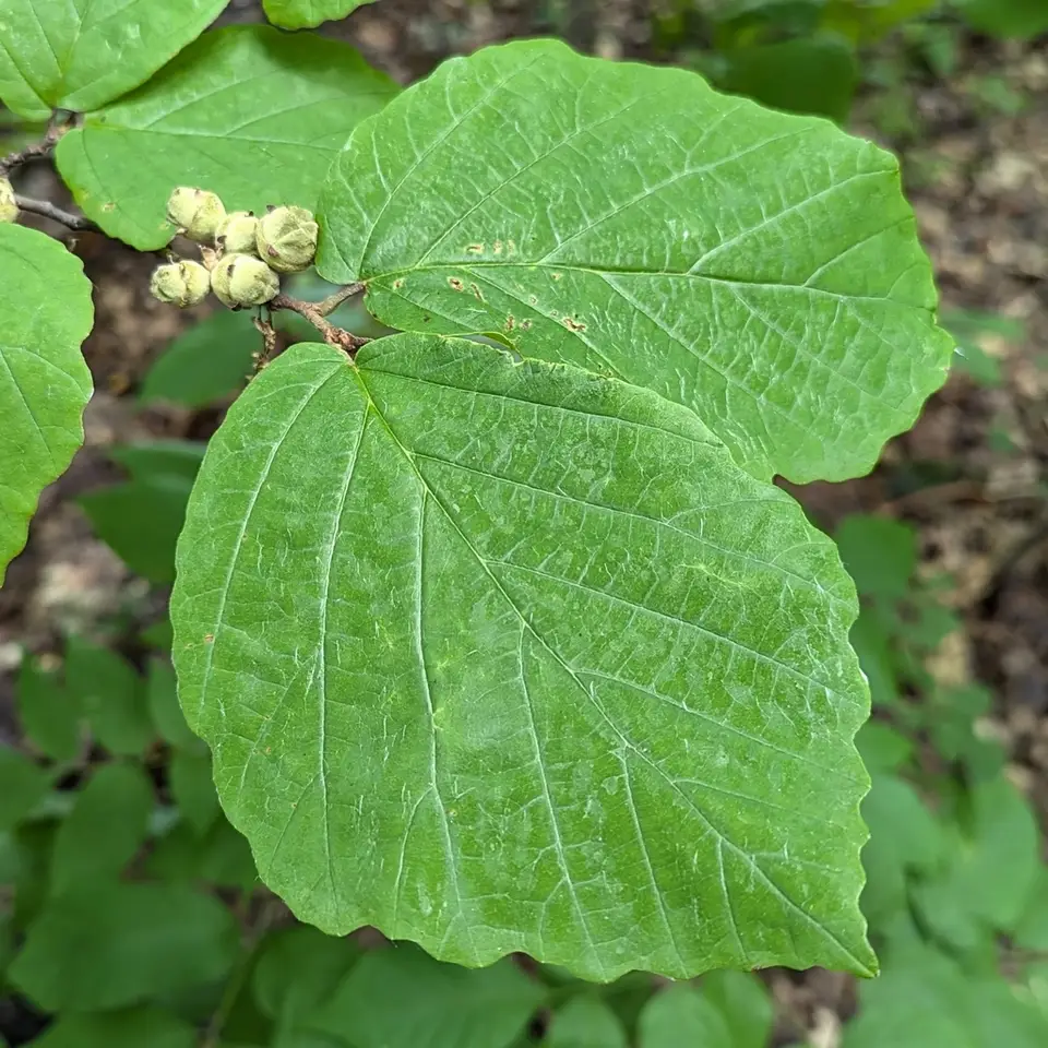 Common Witch-Hazel (Hamamelis virginiana)