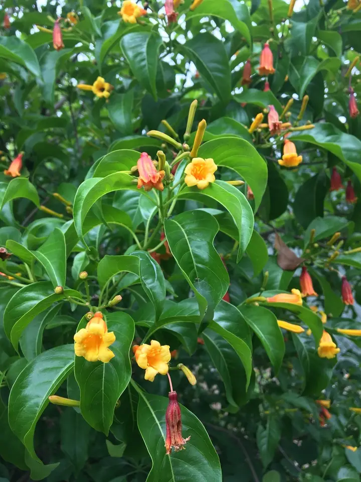 Antillean Firebush (Hamelia cuprea)
