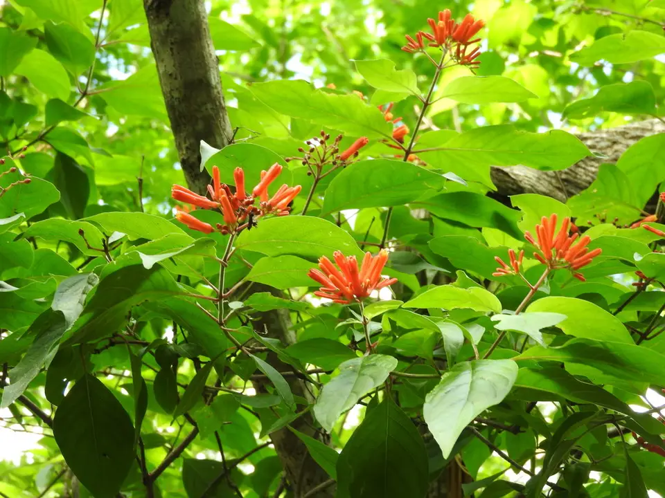Firebush (Hamelia patens)