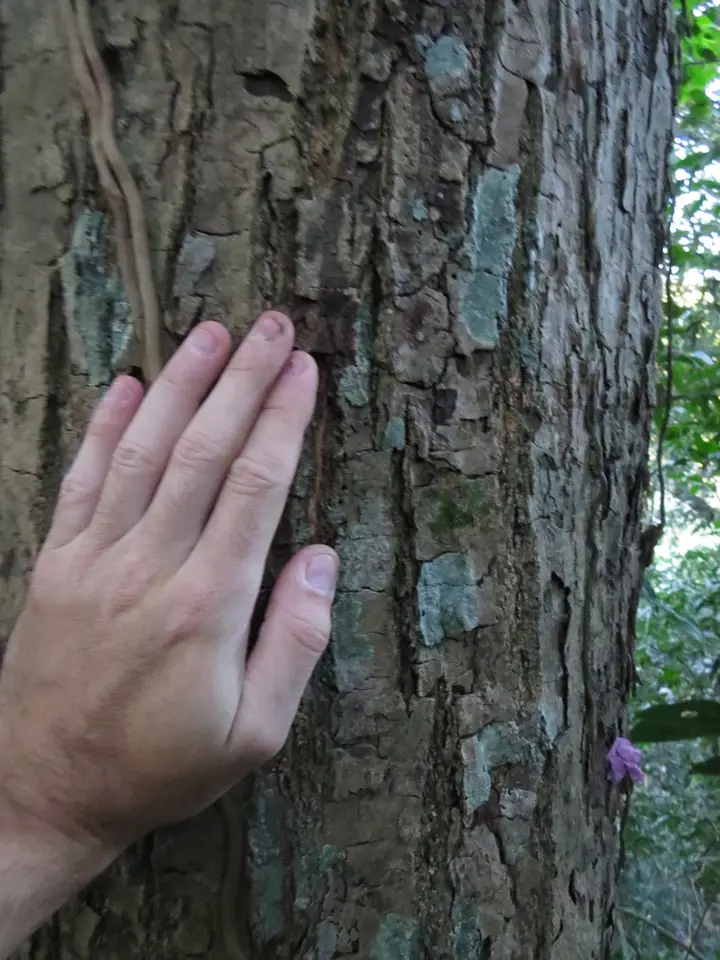 Handroanthus heptaphyllus (Handroanthus heptaphyllus)