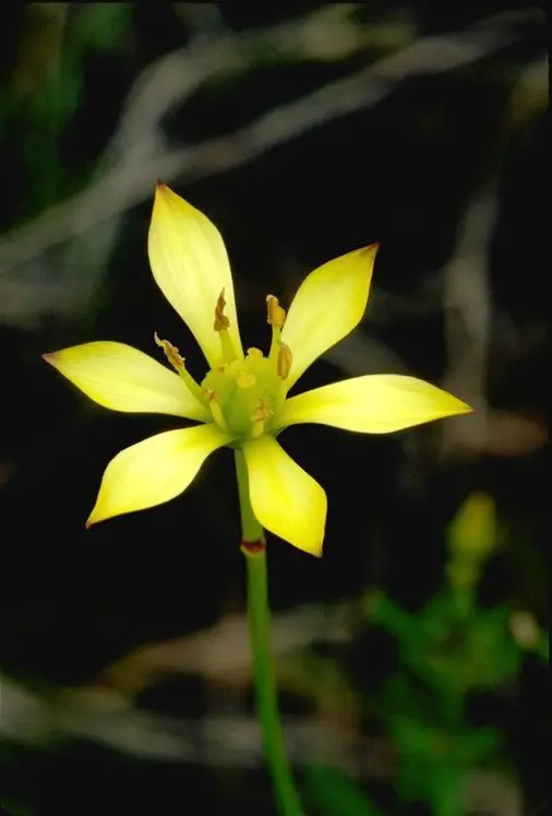 Harper's Beauty (Harperocallis flava)