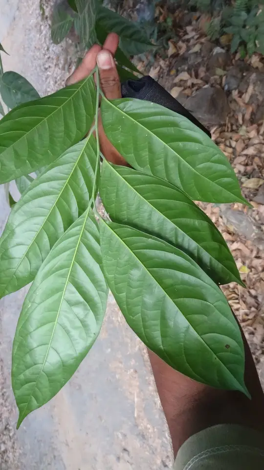 Tulip-Wood Tree (Harpullia arborea)