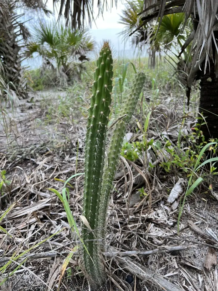 West-Coast Prickly Apple (Harrisia aboriginum)