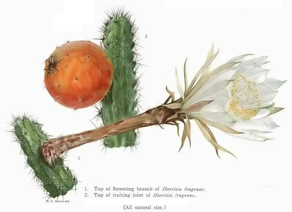 Fragrant Prickly-Apple (Harrisia fragrans)