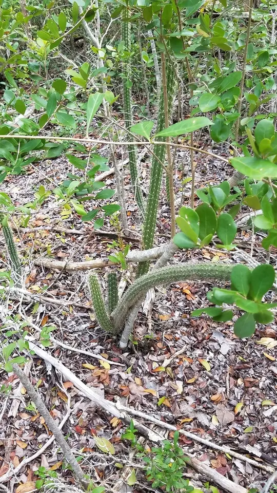Simpson's Applecactus (Harrisia simpsonii)
