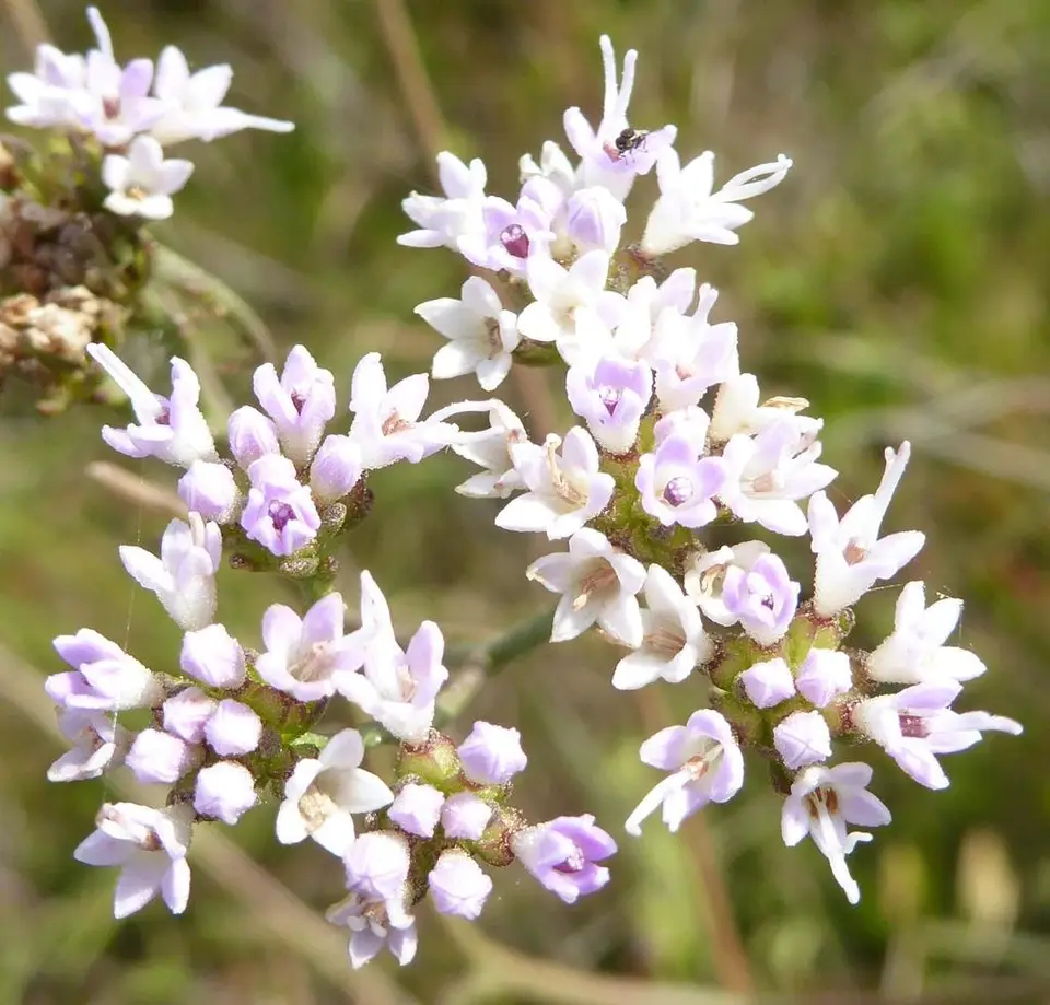 Florida Hartwrightia (Hartwrightia floridana)