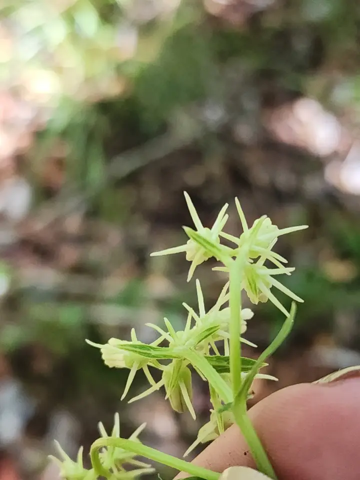 Gulf Hammock Indian Plantain (Hasteola robertiorum)