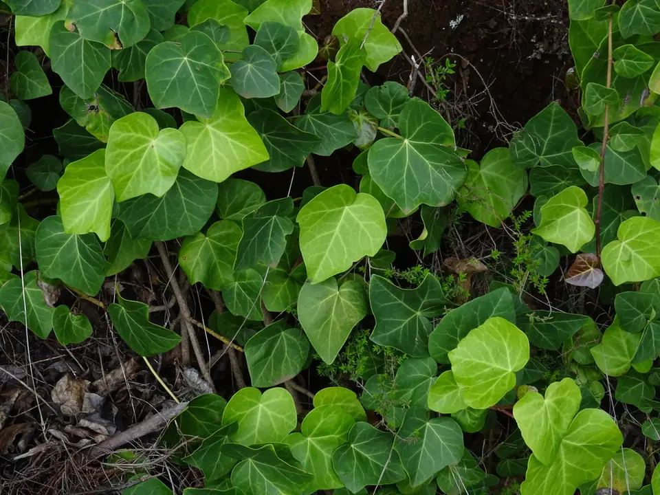 Canary Islands Ivy (Hedera canariensis)