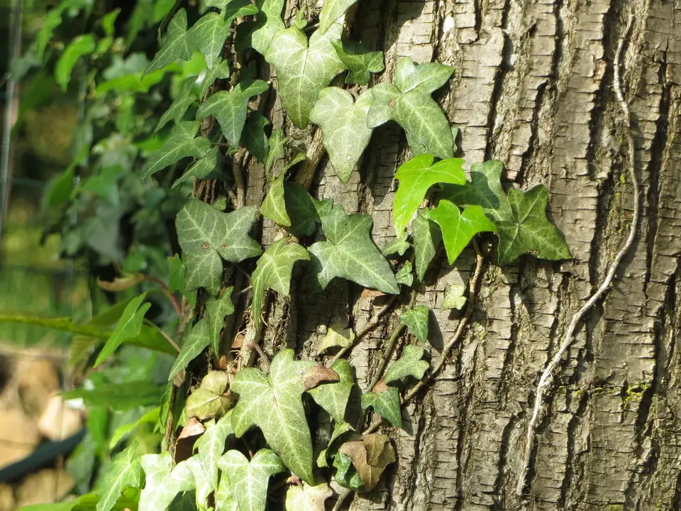 Common Ivy (Hedera helix)