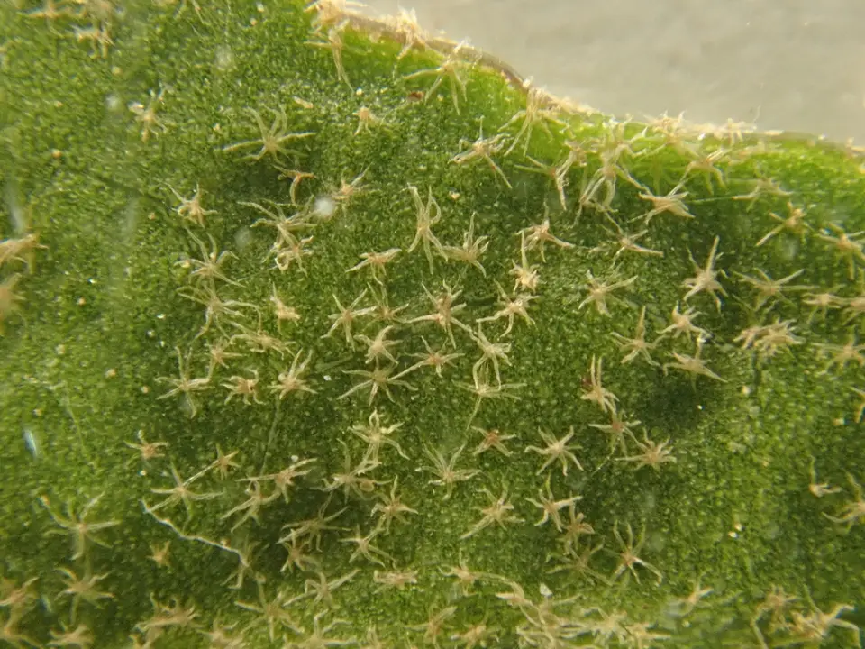 Atlantic Ivy (Hedera hibernica)