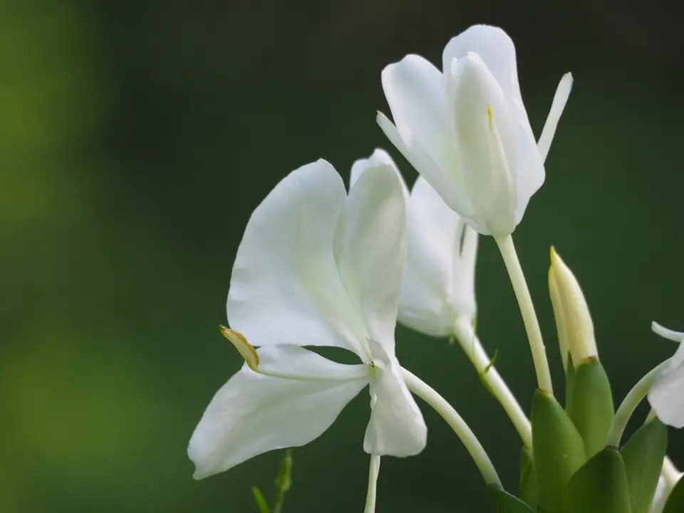 Butterfly Ginger Lily (Hedychium coronarium)