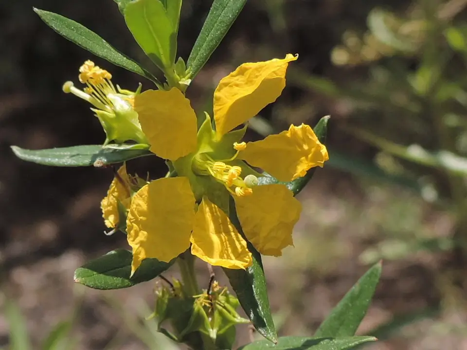 Sun Opener (Heimia salicifolia)