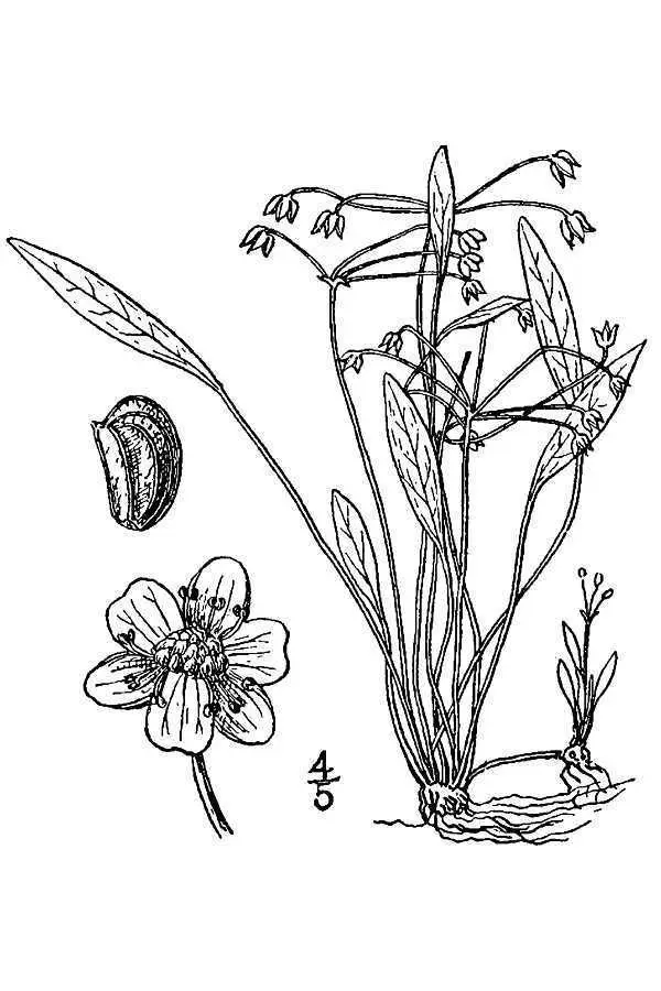 Dwarf Burhead (Helanthium tenellum)
