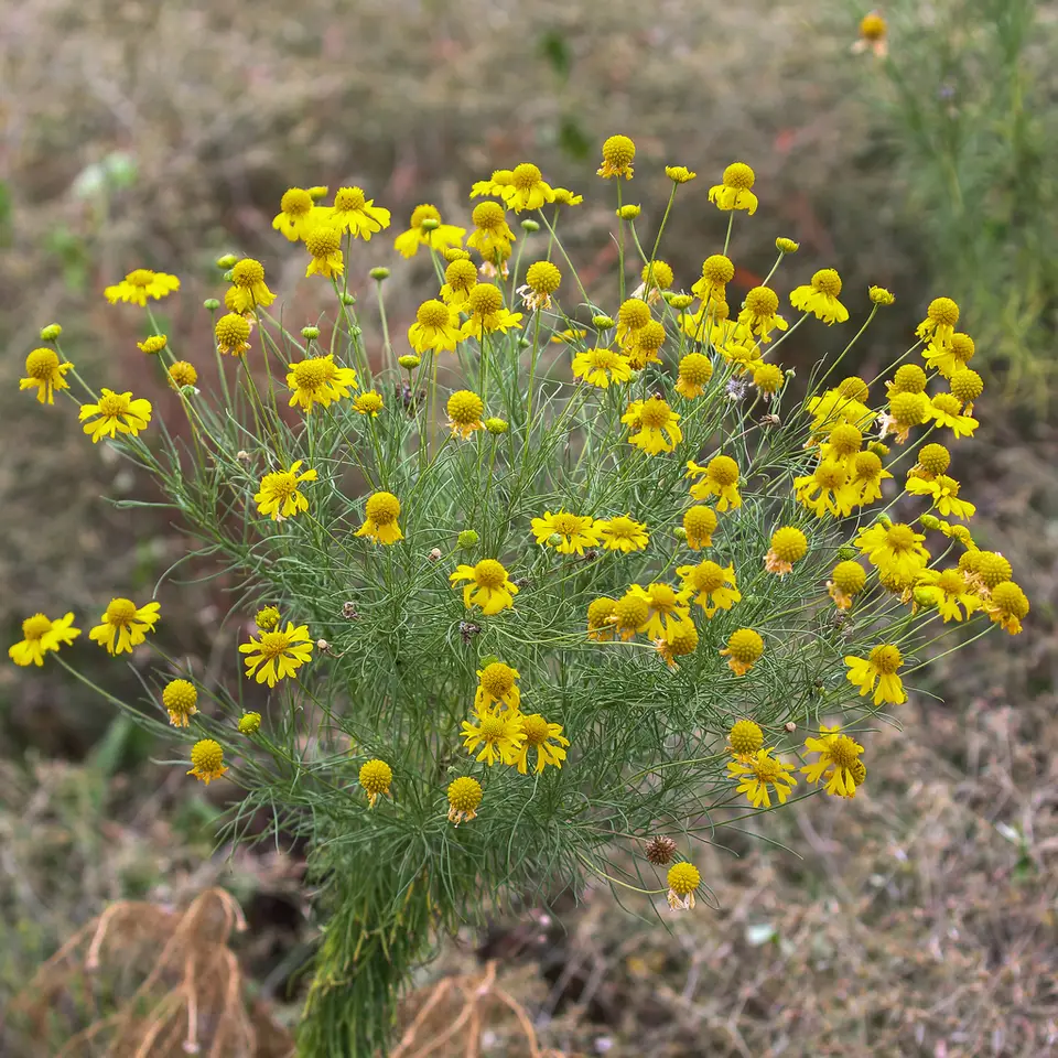 Bitterweed (Helenium amarum)