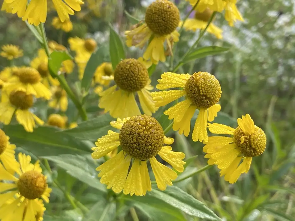 Common Sneezeweed (Helenium autumnale)
