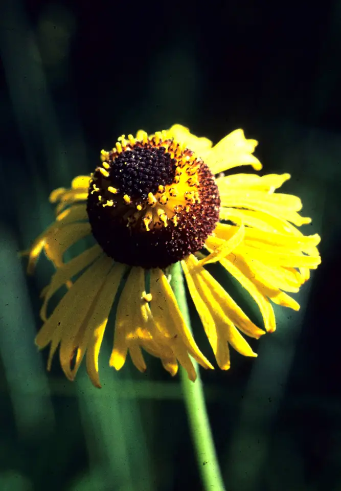 Shortleaf Sneezeweed (Helenium brevifolium)