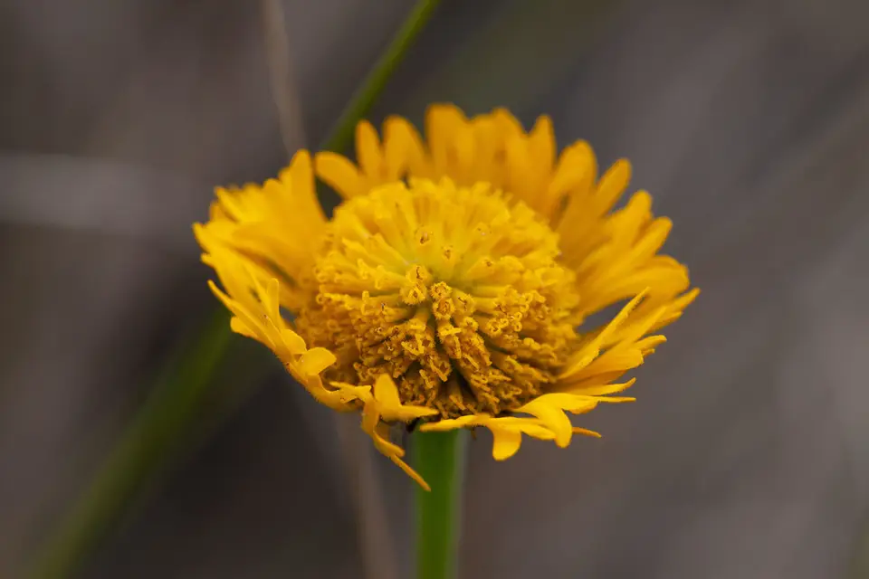 Southeastern Sneezeweed (Helenium pinnatifidum)