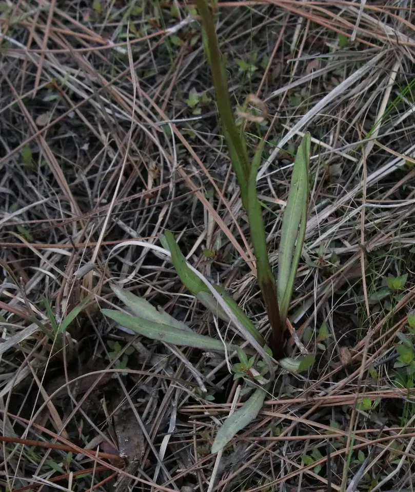 Savanna Sneezeweed (Helenium vernale)