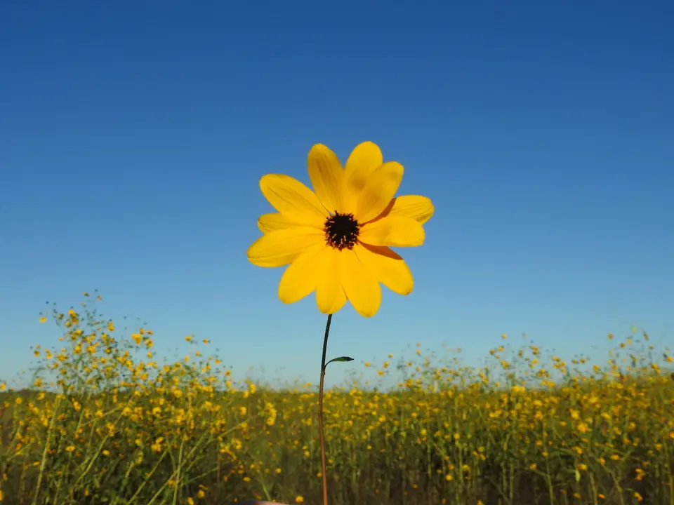 Southeastern Sunflower (Helianthus agrestis)