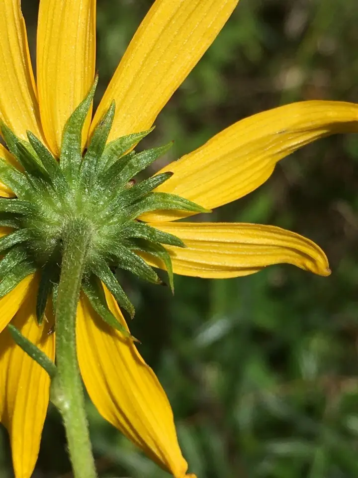 Narrowleaf Sunflower (Helianthus angustifolius)